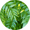 neem